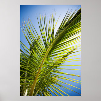 Poster palmboom/canvasafdruk