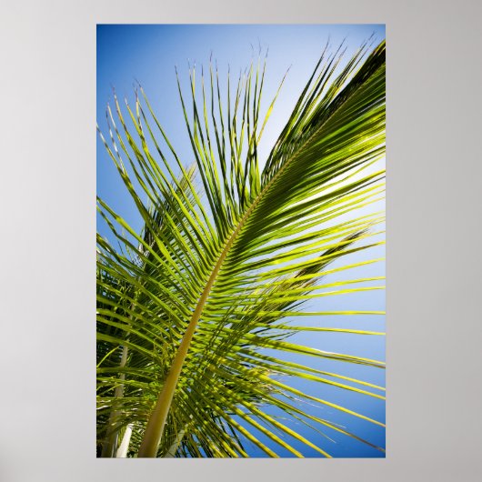 Poster palmboom/canvasafdruk (Voorkant)