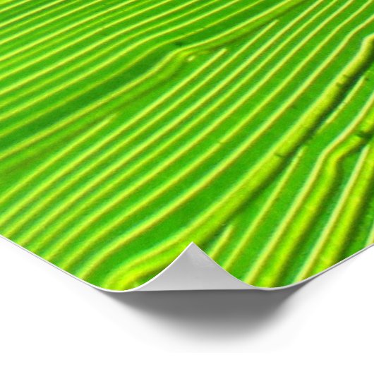 Poster - Palmrond in de zon (Hoek)