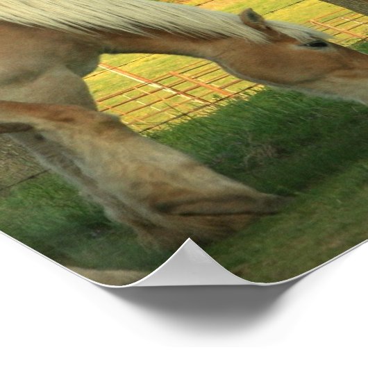 Poster Palomino Draft Horses (Hoek)