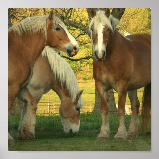 Poster Palomino Draft Horses (Voorkant)