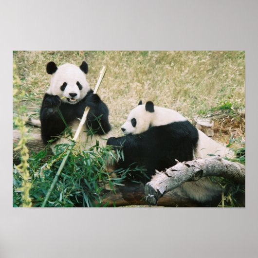 Poster Pandas (3) (Voorkant)
