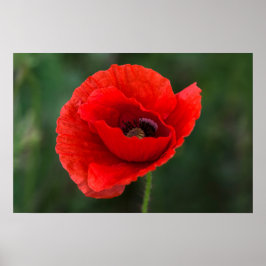 Poster - Papaver Elegantie