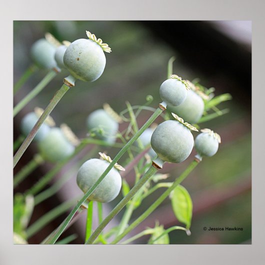 Poster papavercapsules (Voorkant)