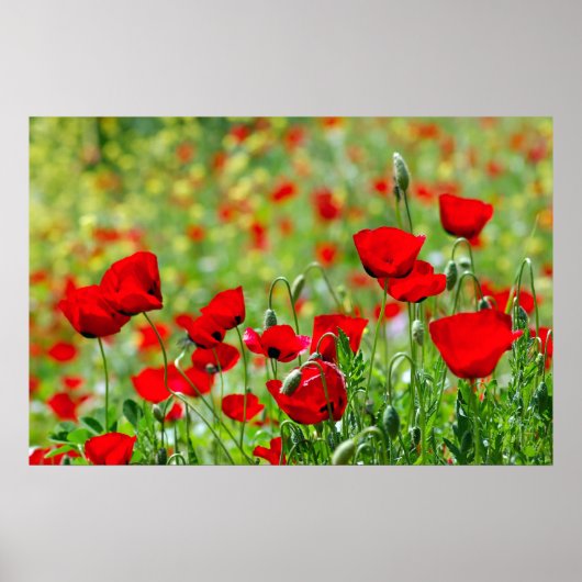 poster papaverveld (Voorkant)
