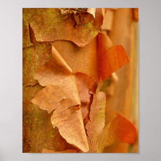 Poster Paperbark Maple (Voorkant)