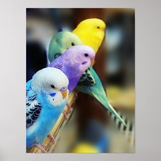 Poster Parakeets (Voorkant)