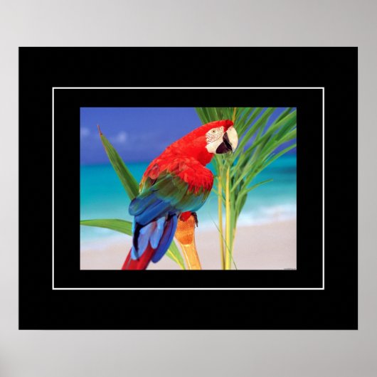 Poster-Parrot Poster (Voorkant)