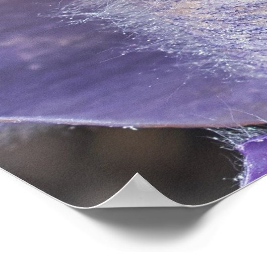 Poster Pasqueflower (Hoek)