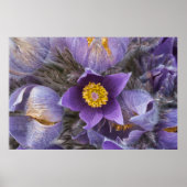 Poster Pasqueflower (Voorkant)