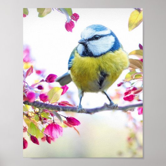 Poster Passaro Colorido (Voorkant)