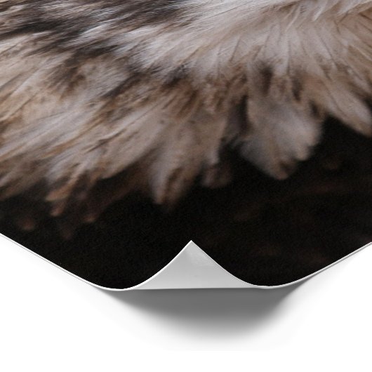 Poster patriottisch Afbeelding Eagle (Hoek)