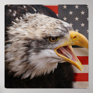Poster patriottisch Afbeelding Eagle