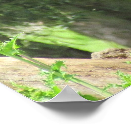 Poster - Peacock (Hoek)