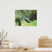 Poster - Peacock (Keuken)