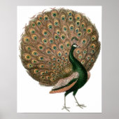  Poster Peacock (Voorkant)