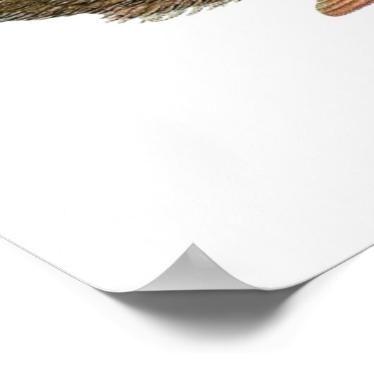  Poster Peacock (Hoek)