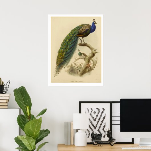  Poster Peacock (Thuiskantoor)