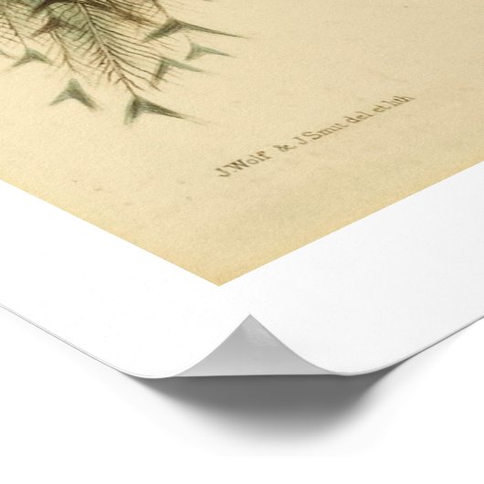  Poster Peacock (Hoek)