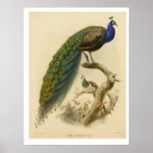  Poster Peacock (Voorkant)