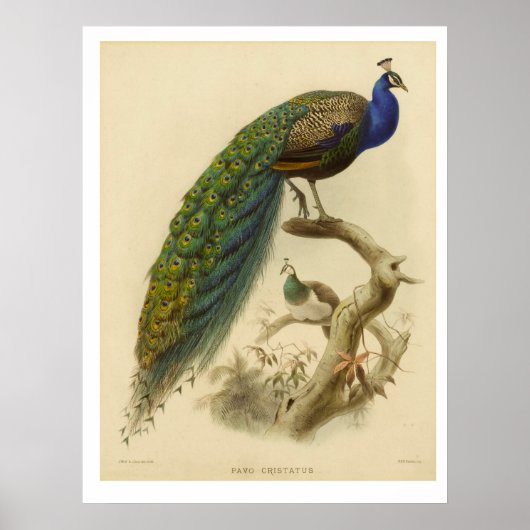 Poster Peacock (Voorkant)