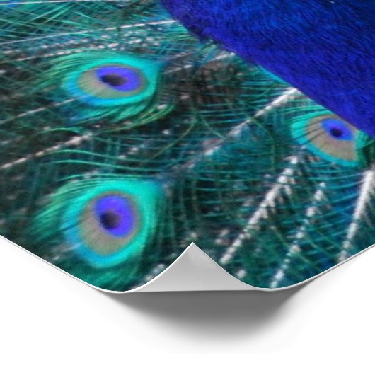  Poster Peacock (Hoek)