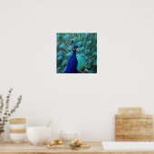 Poster Peacock (Keuken)