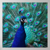  Poster Peacock (Voorkant)