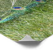 Poster Peacock en Peahen (Hoek)