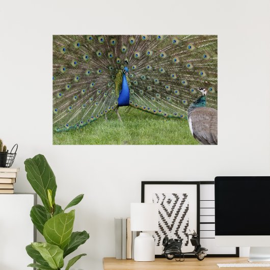 Poster Peacock en Peahen (Thuiskantoor)