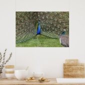Poster Peacock en Peahen (Keuken)