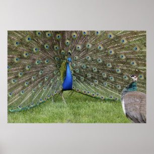 Poster Peacock en Peahen