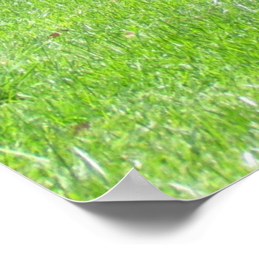 Poster - Peacock Hunters (Hoek)