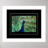 Poster-Peacock Poster (Voorkant)