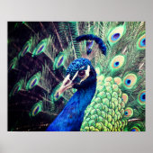 Poster Peacock - R - 0614 (Voorkant)