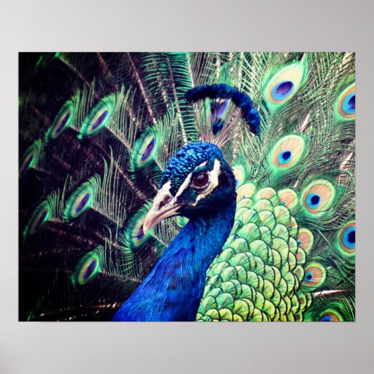 Poster Peacock - R - 0614 (Voorkant)