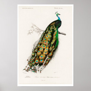  POSTER PEAFOWL-ILLUSTRATIE
