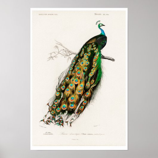  POSTER PEAFOWL-ILLUSTRATIE (Voorkant)