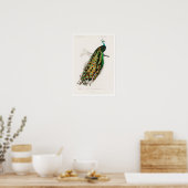  POSTER PEAFOWL-ILLUSTRATIE (Keuken)