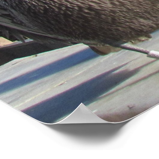 Poster - Pelikanen op papier (Hoek)