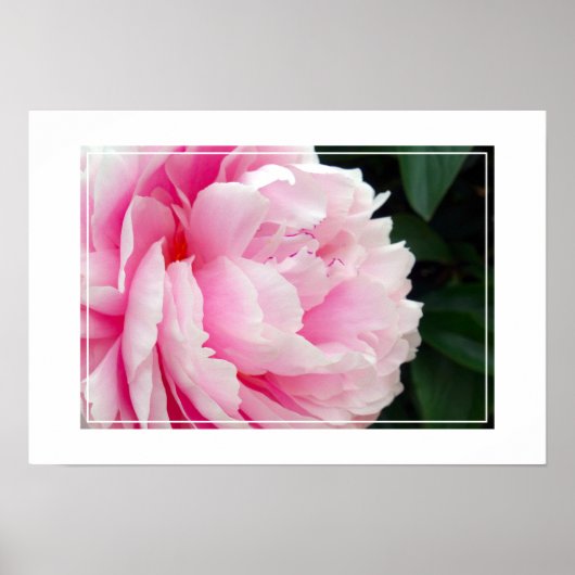 Poster-Peony Flower Poster (Voorkant)