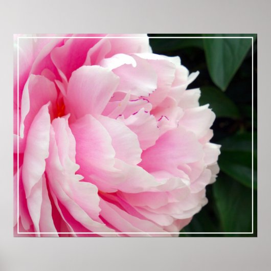 Poster-Peony Flower Poster (Voorkant)