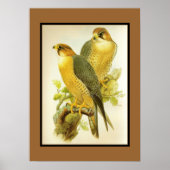 Poster  peregrine valk vogels (Voorkant)