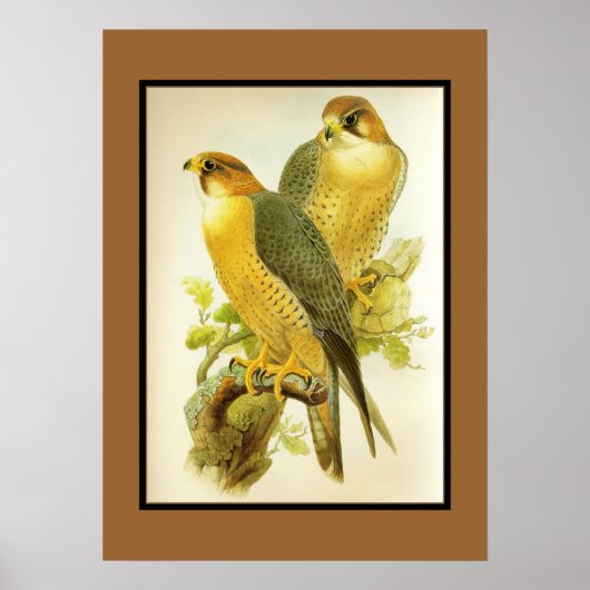 Poster  peregrine valk vogels (Voorkant)