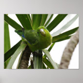 POSTER PERIQUITO TUIM 2 (Voorkant)