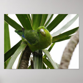 POSTER PERIQUITO TUIM 2