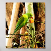 POSTER PERIQUITO VERDE 8 (Voorkant)