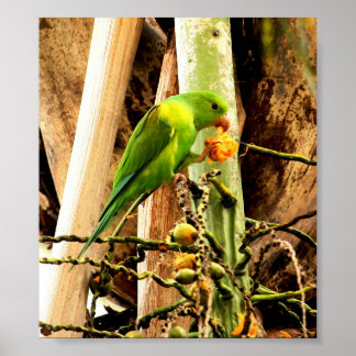 POSTER PERIQUITO VERDE 8