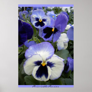 Poster Periwinkle Pansies