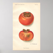  Poster Persimmon (Voorkant)